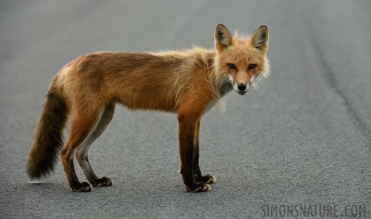 Vulpes vulpes deletrix [200 mm, 1/500 sec at f / 8.0, ISO 1250]